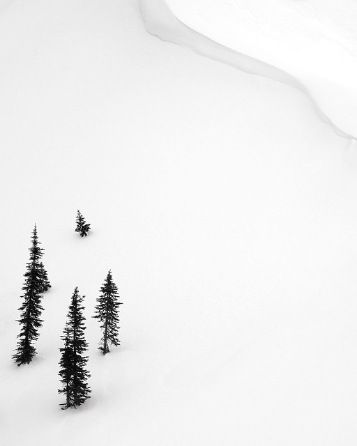 trees & snow, lincoln pass