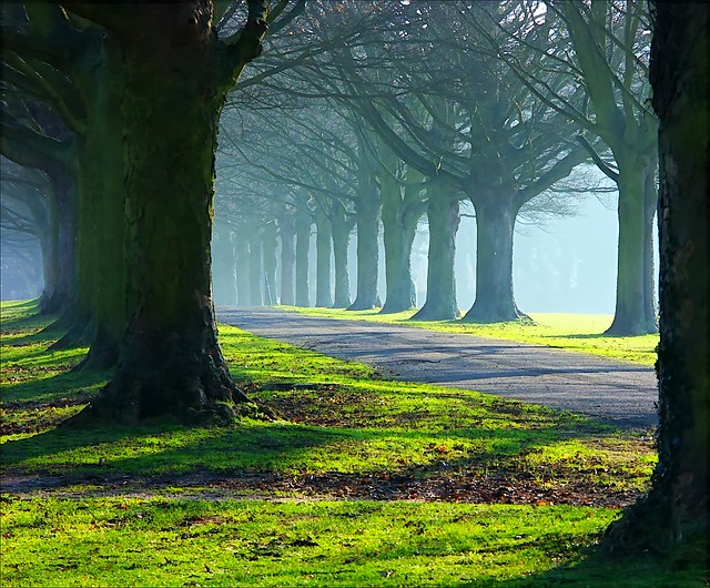 The Avenue trees in mists and sun