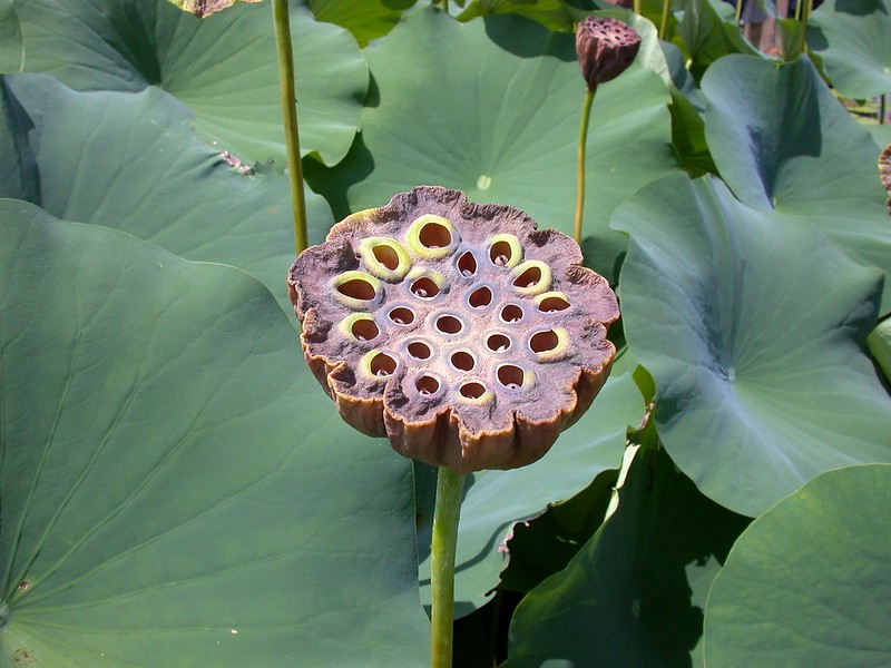 Lotus and Water Lily Festival