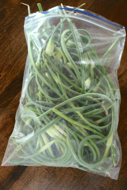 storing-garlic-scapes