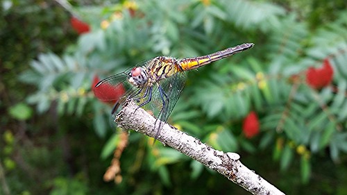 insect photo dragonfly michigan alma lunchtime odonata bluedasher pachydiplaxlongipennis lunchhourwalk gratiotcounty pineriverpark