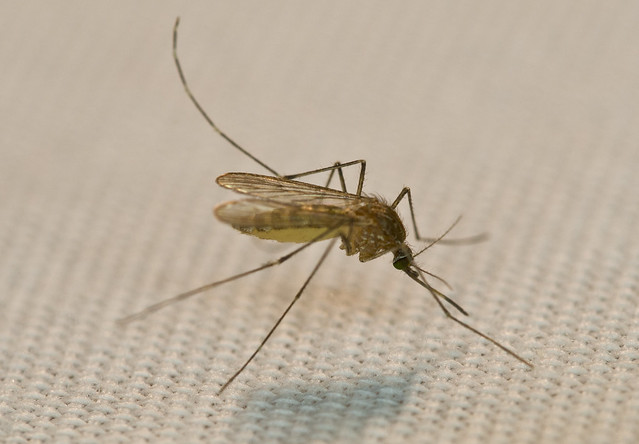Mosquito, Desert View,  GRCA, AZ