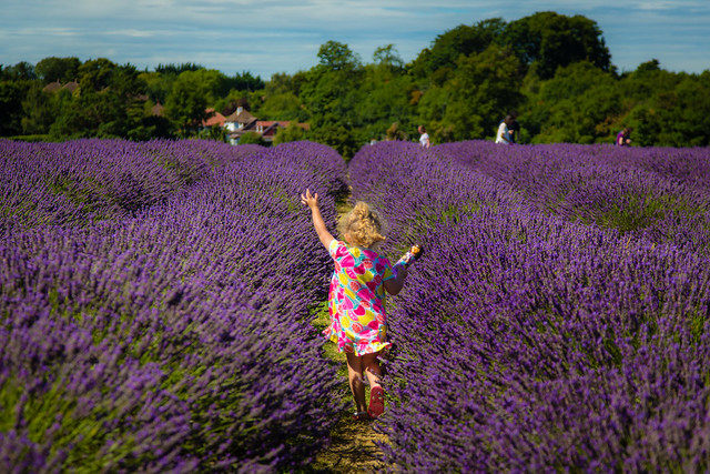 Bella running through the lavender