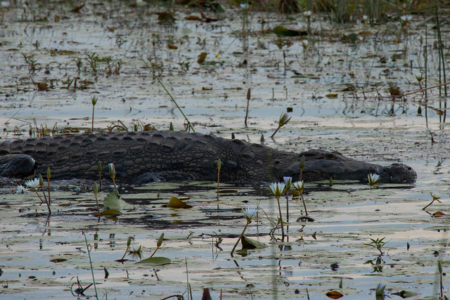 Crocodile in the lagoon