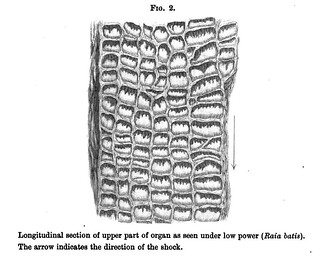 Fig. 2 from J. Burdon Sanderson and F. Gotch, 'On the Electrical Organ of the Skate', Journal of Physiology 9 (2-3) (1888), pp. 137-166.