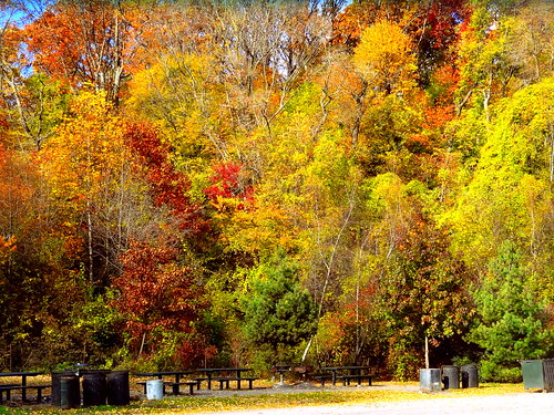 newyork brooklyn dmitriyfomenko image sky trees foliage prospectpark autumn fall