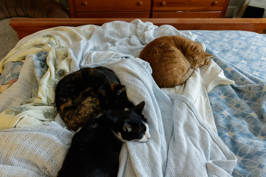 Our three cats sleep on my legs
