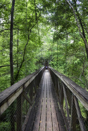 bridge trees nature lines walkway suspensionbridge hikingtrail leadinglines palatkaflorida floridastateparks nikond810 ravinegardensstatepark