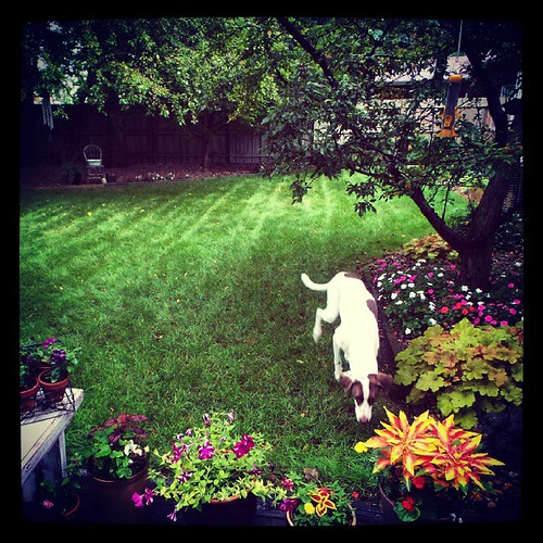 Despite the drizzle, Milan is throughly enjoying my parents backyard.