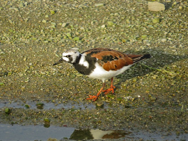 Ruddy Turnstone at the El Paso Sewage Treatment Center in Woodford County, IL 01