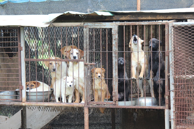 Dog Farm 3, Busan, Korea 2014