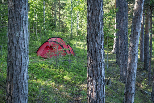camping camp tree pinetree forest sweden schweden tent sverige scandinavia östergötland hilleberg östergötlandslän