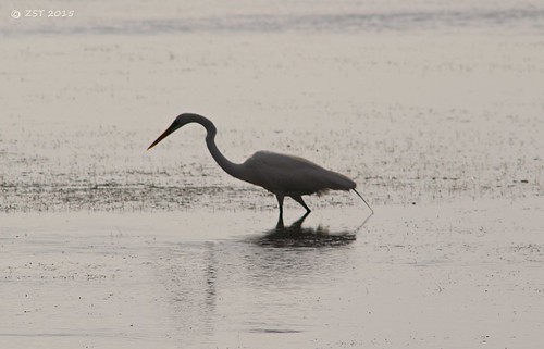 morning bird fishing texas stillness egret snowyegret portoconnor wadingbird zeesstof