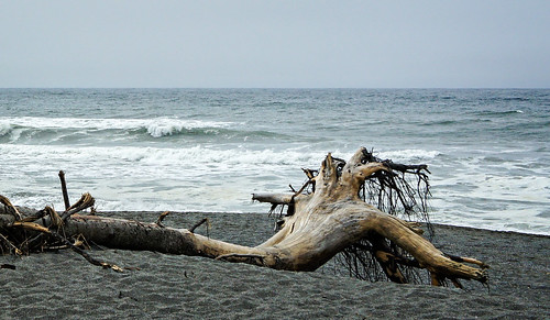 california wood travel sea usa tree nature landscape coast us dragon unitedstates trinidad shape 2012 funorinterest