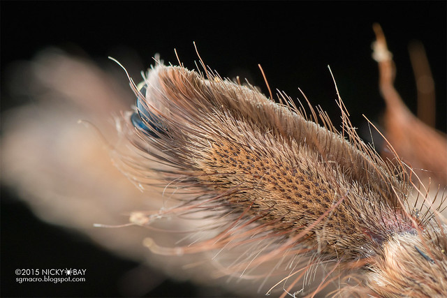 Tarantula exoskeleton (Theraphosidae) - DSC_4913