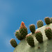 Ibiza - new prickly things basking