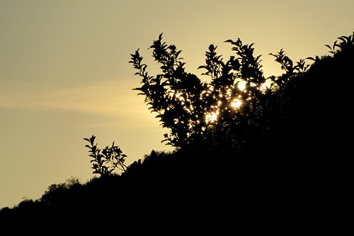 summer forest evening este nightfall nyár erdő canonpowershotsx20is leszállazeste