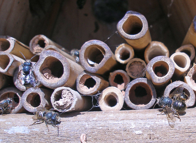 worn out bees