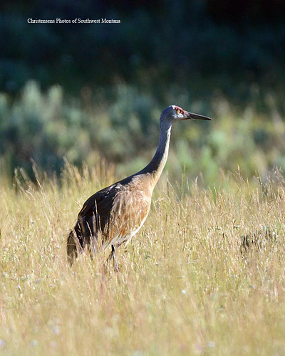 summer bird nature crane wildlife sandhill wader nikontamron bradchristensen dillonbeaverheadbeaverheaddeerlodgenationalforest photosofsouthwestmontana