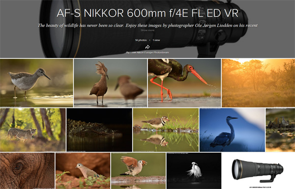 ニコン 600mm f/4E FL ED VR サンプル画像