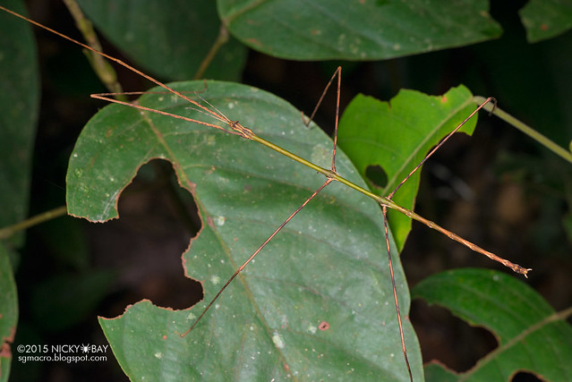Stick insect (Phasmatodea) - DSC_5662