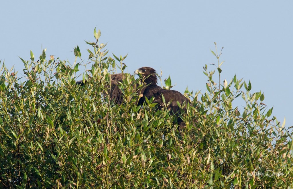 Greater Spotted Eagle [Aguila Moteada]