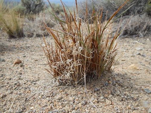 native nevada wellington poaceae perennial bunchgrass topazlake triticeae coolseason sagebrushsteppe elymuselymoides sitanionhystrix