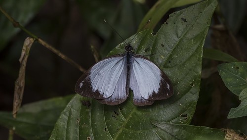elvalledeantã³n provinciadecoclã© panama elvalledeantón provinciadecoclé bluishwhite leptophobiacaesiatenuicornis butterfly