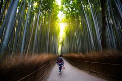 The Bamboo Forest