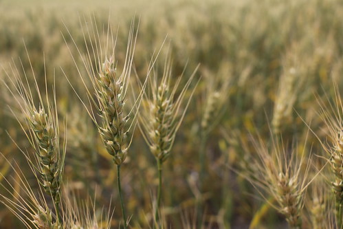 Wheat at Ellerslie (SOTC 162/365)