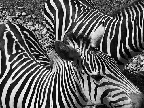 bw blancoynegro zebra bioparque