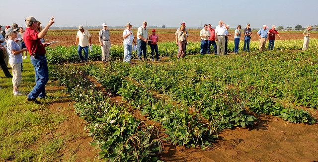 Southern Pea Field Day