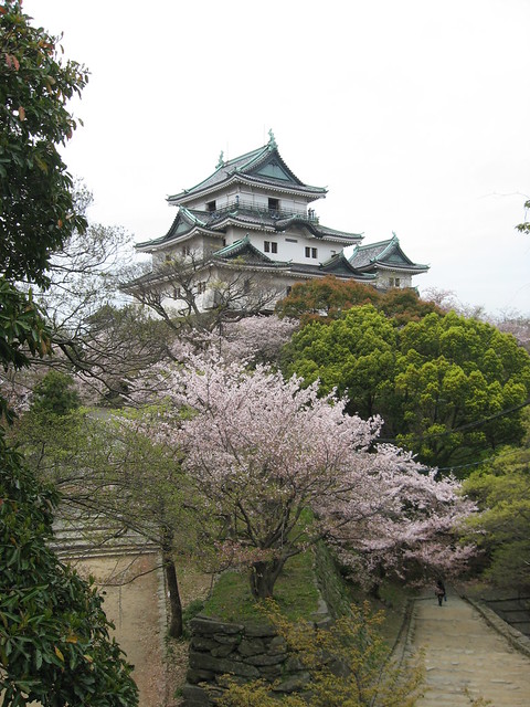 Wakayama vára sakura virágzáskor