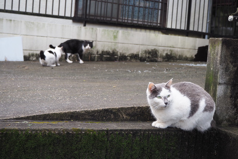 池袋カメラ散歩池袋本町ネコ歩き。黒ブチ灰ブチの兄弟と黒白