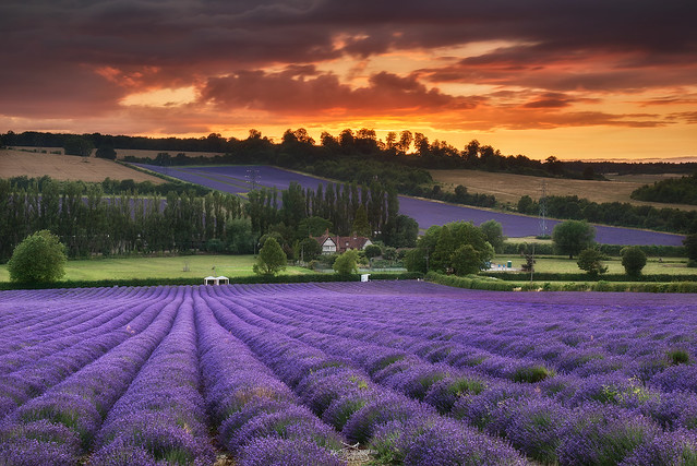 LAVENDER ON FIRE