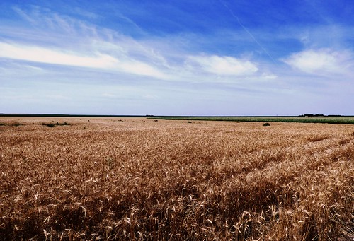 summer sky plants burlington colorado farm wheat great harvest july prairie plains 2015 atjoe1972