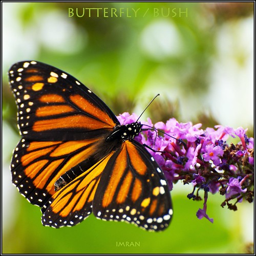 Butterfly / Butterfly Bush - IMRAN™