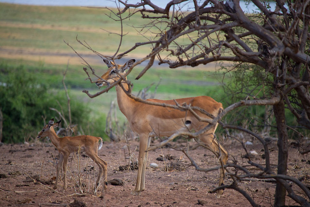 Mama and baby impala