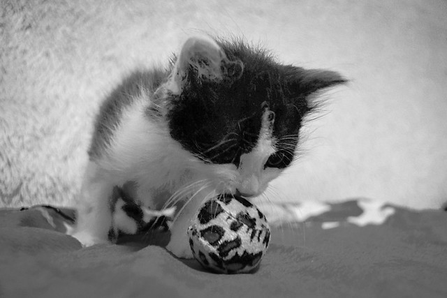 Berto, gatito pelo largo blanco y negro, Cruce con Angora, nacido en Mayo´15, en adopción. Valencia. ADOPTADO. 18784717566_cd092d8859_z