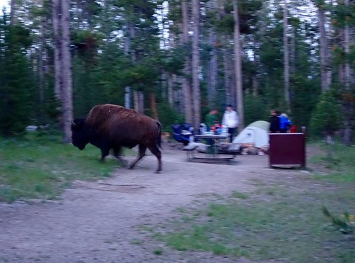 Campsite bison