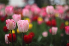 ... tulips ...