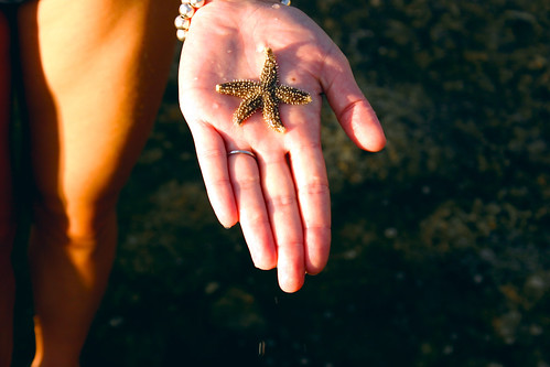 ocean sunset sea summer island hand starfish maine lowtide