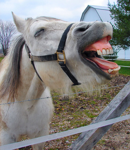 horse white laughing mouth star orleans teeth indiana 100views 400views 300views 200views 500views orangecounty labyrinth rightplacerighttime abigfave lmaoanimalphotoaward tribeofbeautyfreedompeace theperfectphotographer