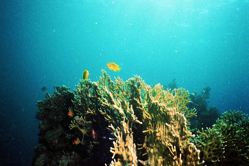 geotagged underwater view dahab redsea geolat284835 geolon345132