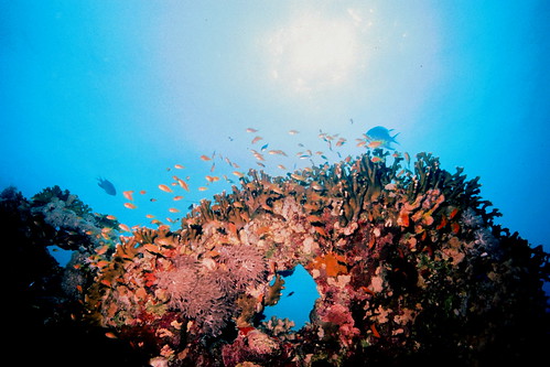 coral geotagged underwater view egypt scuba diving anthias marsaalam geolat2511985 geolon3487185