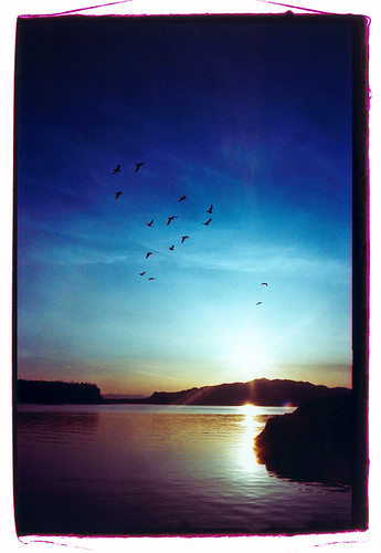 ocean sunset reflection bird film island xprocess bc pacific flight provia strait sunshinecoast davidniddrie