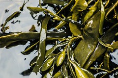 seaweed - plant or invertebrate