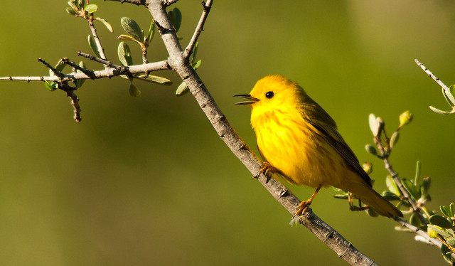 Yellow-Warbler