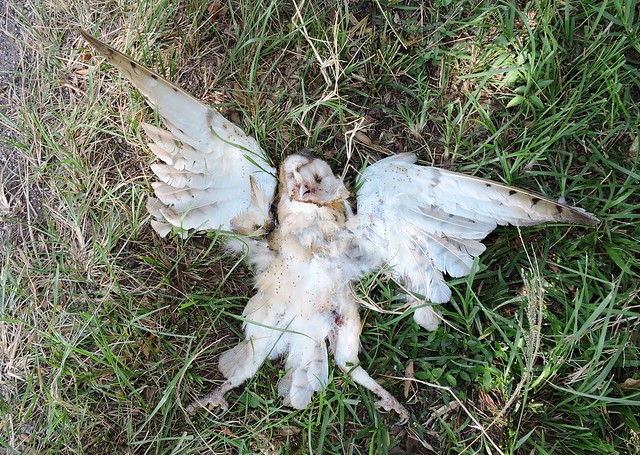 Barn Owl (Tyto alba) - dead individual