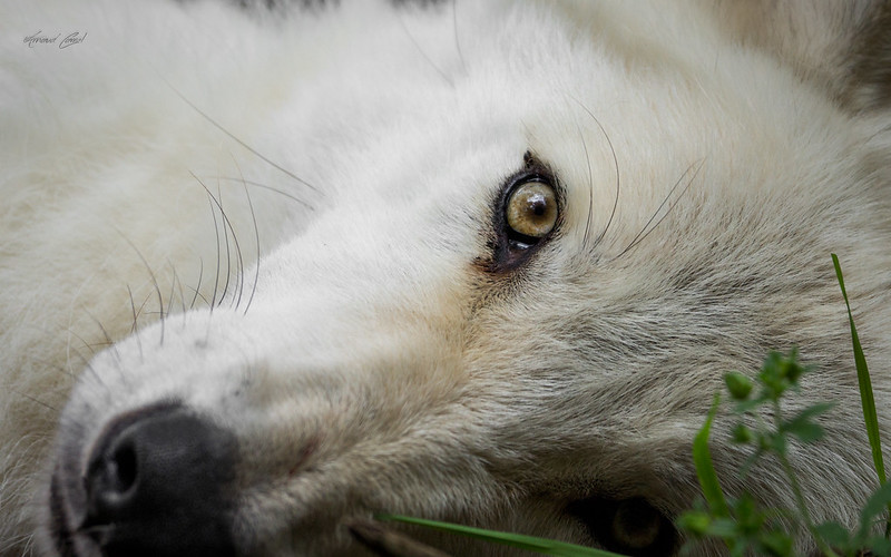 L'oeil du loup